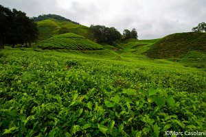 BOH tea plantation.