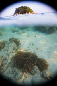 Clear visibility whilst snorkelling. 