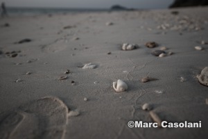 Sea shells are in abundance and intact.