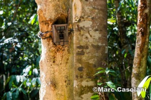Cameras set up along a number of trees to monitor the number and movements of the rare animals in the rainforest such as the tiger, elephants and rhino.
