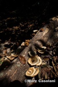 Fungi on a fallen Tree. 