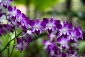 Orchid bliss.