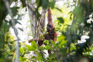 A wild Orangutan spotted within 5 minutes of setting off from camp. This is a male going into his prime and setting off alone to find a female. 