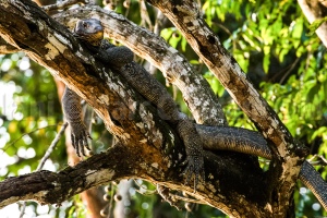 A giant Monitor Lizard finding itself a very comfortable spot along the midway section of a tree hanging over the water.