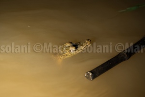 Baby Crocodile spotted under the boat on the night river ride. 