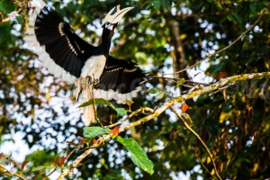 A Black Hornbill flutters its wings as it sets off to another treetop. 