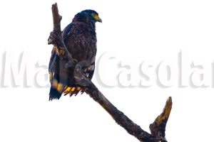 Crested serpent Eagle perched atop a dead tree overlooking the vast river. 