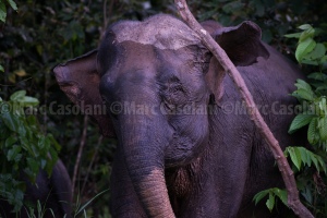 Elder female elephant having a scratch. 