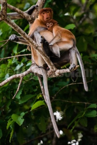 A mother Probiscus monkey comforting her offspring as we pass by on the river boat. 