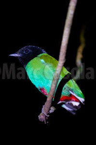 A hooded Pitta also seen on our night walk. 