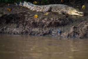 Fresh water Crocodile on the river bank before sunrise. 
